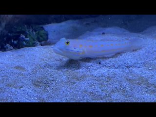 AQUA MANIAC  - аквариумы, рыбки, растенияtan video