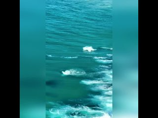 Удивительное зрелище  дельфины играют в волнах на побережье Западной Австралии
