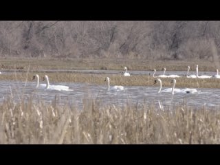 На реку Ик в Бавлинском районе прилетели сотни лебедей
