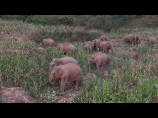 🐘 Слоновий беби-бум в провинции Юньнань