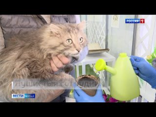 В штат Алтайского краеведческого музея взяли сибирского кота.