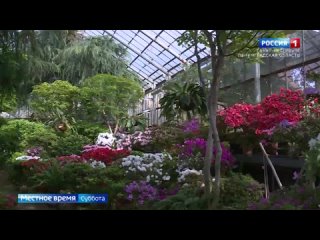 Азалии и рододендроны расцвели в Ботаническом саду