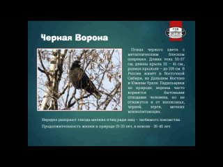 Виртуальная выставка Птицы родного края ГДК ЗАТО Северск