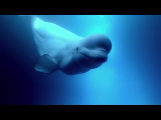 В Приморском океанариуме записали высокочастотный ультразвук белухи под водой, чтобы вы смогли услышать этот редких звук