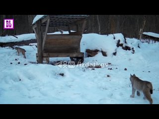 Рысь с двумя котятами попали в фотоловушку в «Калужских засеках»