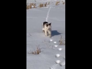 Замечали, что кошки всегда пытаются идти по своим следам?