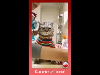 Кажется, что он не кот, а истинный джентльмен👌🤣🤣🤣👍👍👍😍😍😍❤❤❤