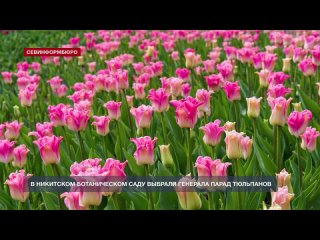 В Никитском ботаническом саду подвели итоги народного голосования на звание Генерала парада тюльпанов 2024 года. Им стал сорт Cr