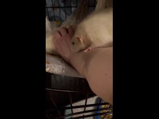 Video by Сообщество помощи крысам с тяжелой судьбой