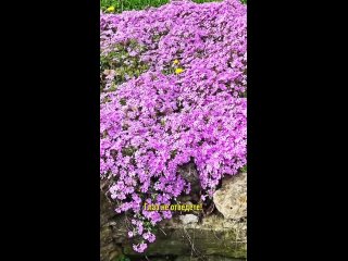 Видео от Комнатные и садовые растения