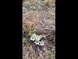 На территории шикотанского заповедника Малые Курилы цветёт очень редкий цветок  прострел Тарао