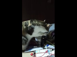Видео от Дневник приюта для кошек