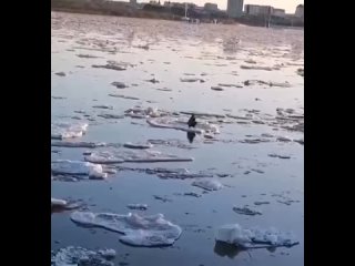 Переплывал Амур на льдине