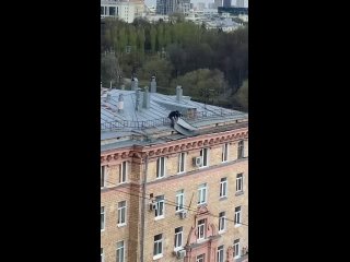 В Москве уже начался обещанный шторм, а с ним деревьепад и крышеснос