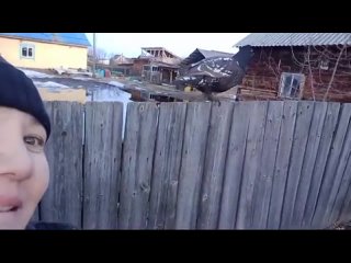 Видео: в Якутии во двор к жителям прилетел глухарь и дал себя погладить