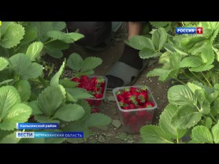 В Астраханской области собирают урожай ранней клубники