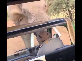 Слон несколько раз подбросил грузовик с туристами в Южной Африке, когда те пытались прогнать его с дороги.