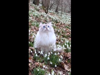 Видео от Мой ласковый и нежный зверь - Псковская область