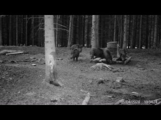 Кабаны. Аппетитно кушают  ) 
Всегда свежие фото и видео с фотоловушек Егерькам.