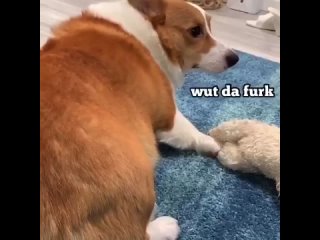 CorgiStyle_107_V