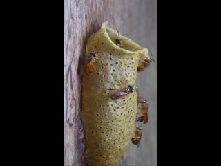 Тетрагониска узколистная пчела без жала (Tetragonisca angustula)