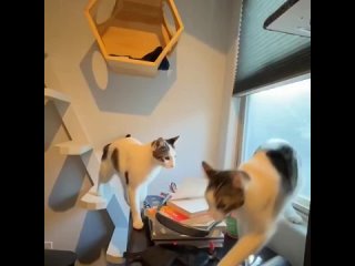 Кошки развлекаются в игровой комнате