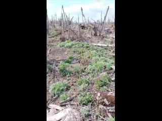 😢 Эвакуация тел павших бойцов это одна из наиболее ужасающих сторон войны

Кадры с Марьинки, где нашим братьям удалось отбить у