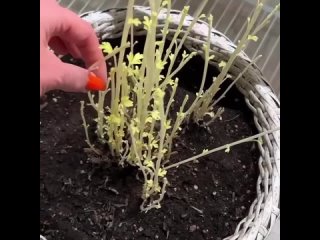 черенкование хризантемы
