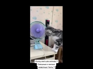 How to Funny doing cat