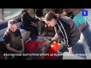 В Балаклаве выпустили в море дельфина после лечения