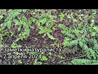 Заметки натуралиста 2 апреля 2024