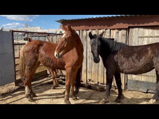 Video by Спасение лошадей с бойни «Амулет», служба помощи