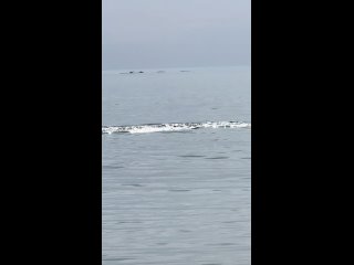Погоня за дельфинами