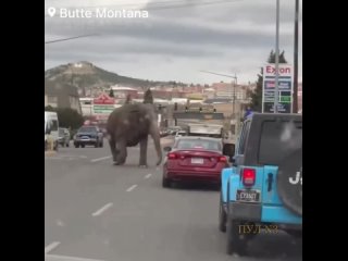 Да ну к черту, это же слон! И куда он идет!: животное сбежало из бродячего цирка и разгуливал по улицам в штате Монтана