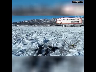 Около 10 косаток оказались в ловушке во льдах у побережья японского острова Хоккайдо. Телеканал NHK