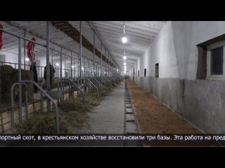 186 голов импортного скота завезли в хозяйство Аккайынского района.mp4