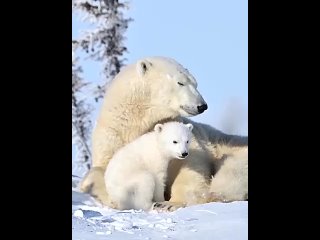 ️ Делимся с вами милыми кадрами с дикой природы. Белая медведица с медвежонком