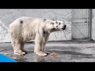 Посетители Ростовского зоопарка встревожились из-за внешнего вида белого медведя Айона.