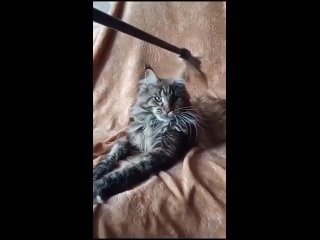 Video by Питомник кошек породы Мейн-кун STARKRISTI