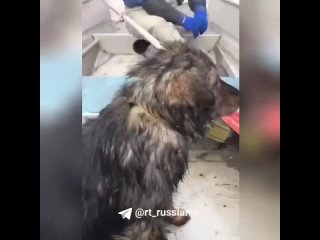 Спасатели вытащили собаку из воды в посёлке Кузнечном в Оренбурге. Промокла, но цела. Эвакуировали на лодке