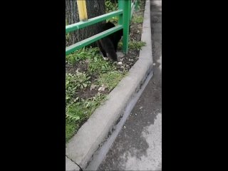 Видео от Приют Добрый (Северо-Запад).