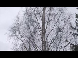 Южный луч | Новости Ленинградской областиtan video