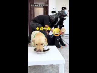 Video từ Вестник Рос☆Кинологии|дрессировка|обучение собак