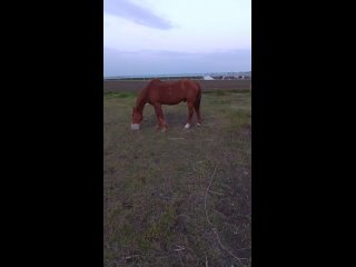 Видео от Конные прогулки. Анапа. КМ Мечтатель.