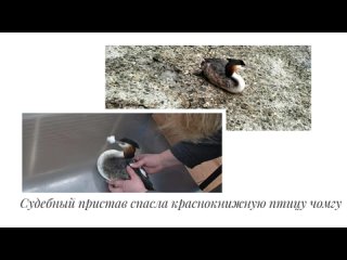 Сотрудница ГУФССП России по Иркутской области Юлия Панасенко спасла птицу во время прогулки по пляжу