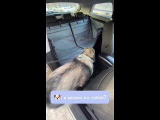 Видео от TravelDog | автогамак для перевозки собак