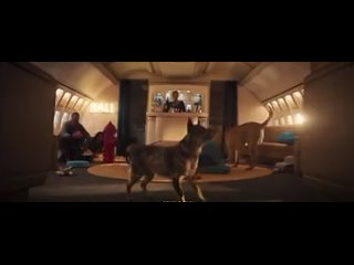 The world’s first airline for dogs, Bark Air, launched in the United States Owners with pets will be