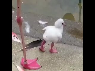 Детеныш фламинго учится стоять на одной ноге.