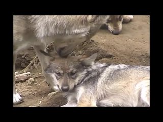 Bath-Time-For-Mexican-Wolf-Pup_55.mp4