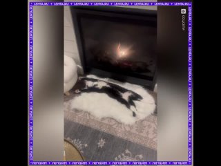 Этот кот — всем мы на длинных выходных.  А вы работаете или отдыхаете?  #лентадобра@lentaru (видео)